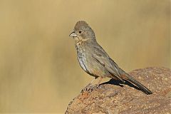 Canyon Towhee